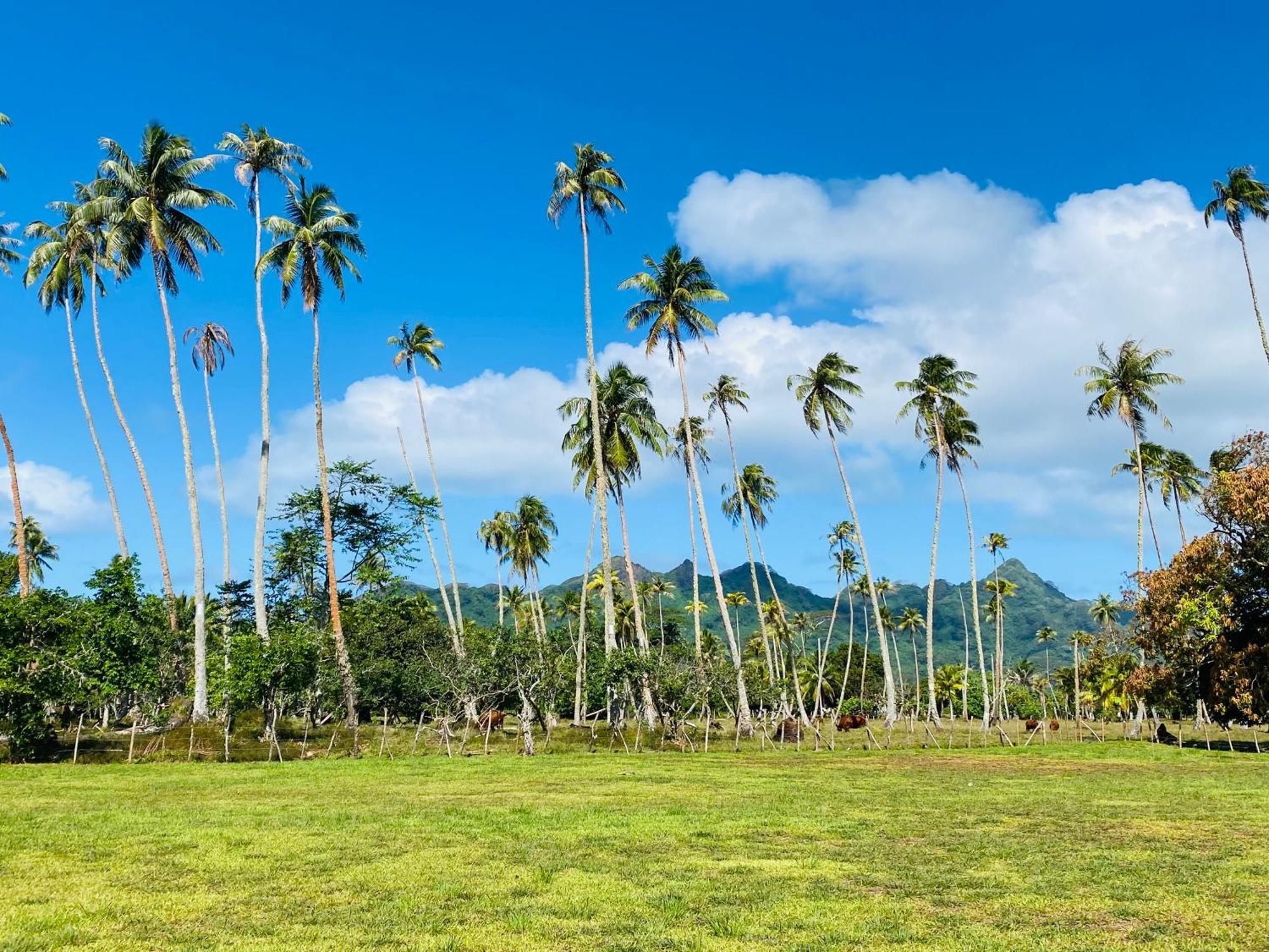 Huahine Serenity Cottage Maroe Ngoại thất bức ảnh
